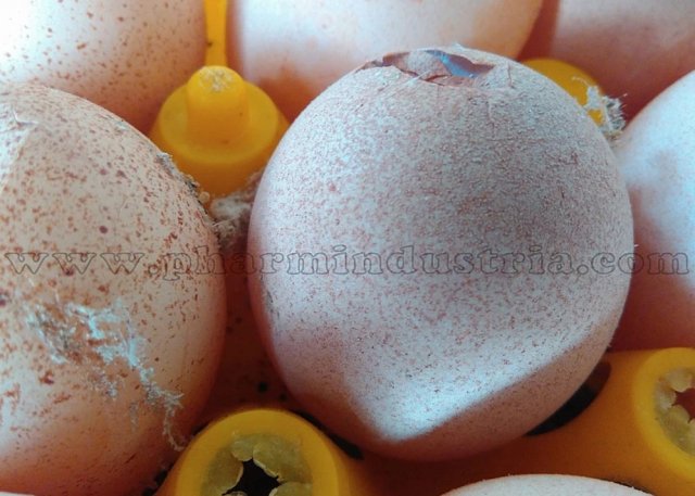 ССЯ Синдром снижения яйценоскости у птиц фото 3