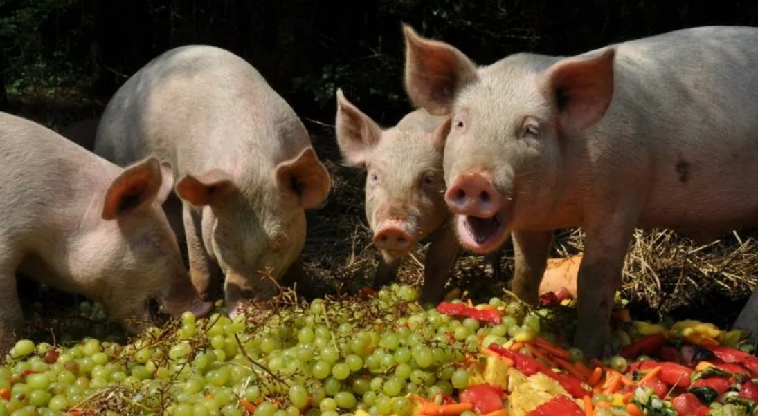 Запрет на кормление свиней пищевыми отходами