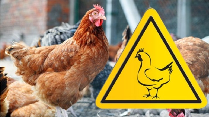 Обнаружен новый вирус птичьего гриппа с пандемическим потенциалом