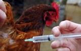 Будет ли вакцинация против высокопатогенного гриппа птиц в России?