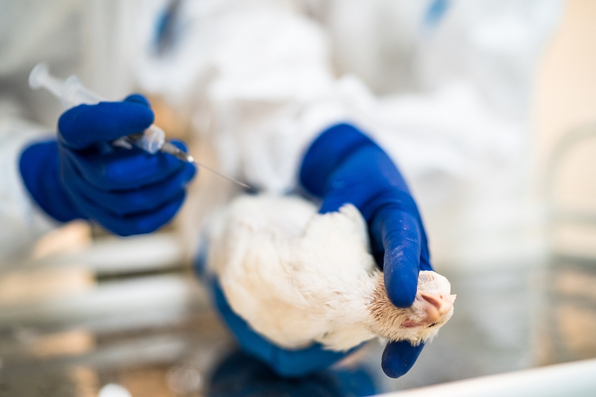 Новая вакцина ФГБУ «ВНИИЗЖ» защитит поголовье от опасных болезней птиц