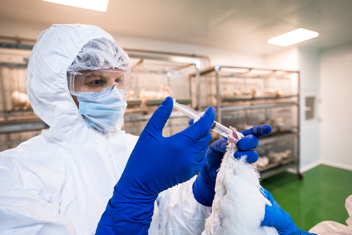 Россельхознадзор: дефицита вакцин против экономически значимых болезней птиц в РФ нет