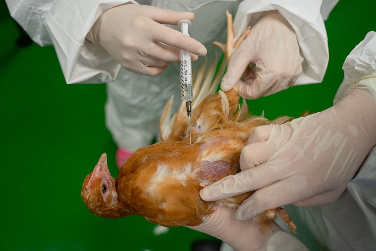 Германия готовится к вакцинации птиц против ВГП