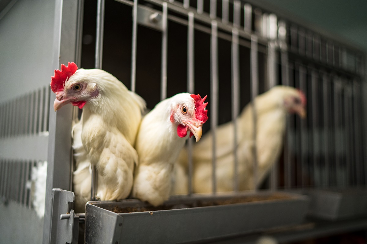 Фитобиотики для бройлеров создают в Тимирязевской академии