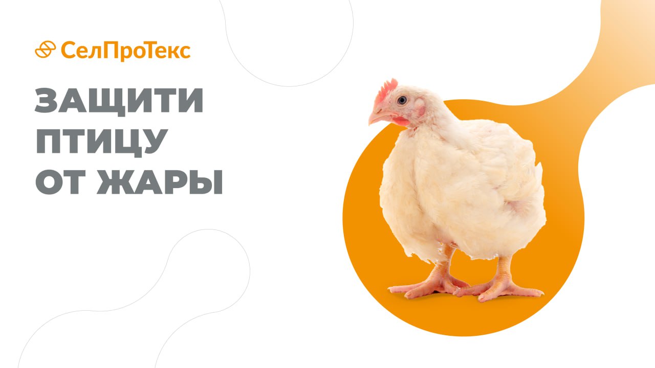 Тепловой стресс у бройлеров: повреждение легких, роль микробиоты и современные технологии защиты