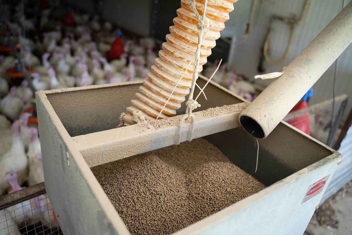 Обеззараживание кормов: современные методы и их эффективность