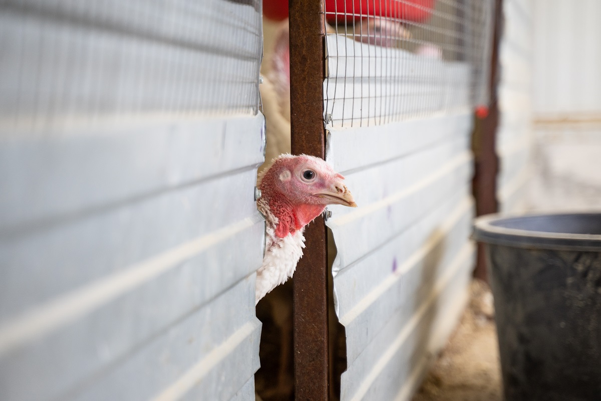 Эксперты предупредили о риске бордетеллиоза у молодняка индеек