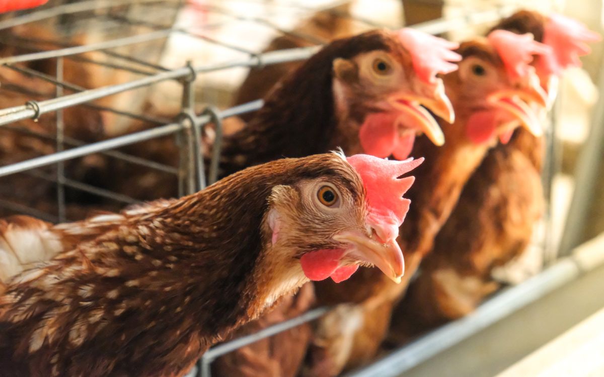 Ученые научились содержать куриных клещей в лаборатории без кур