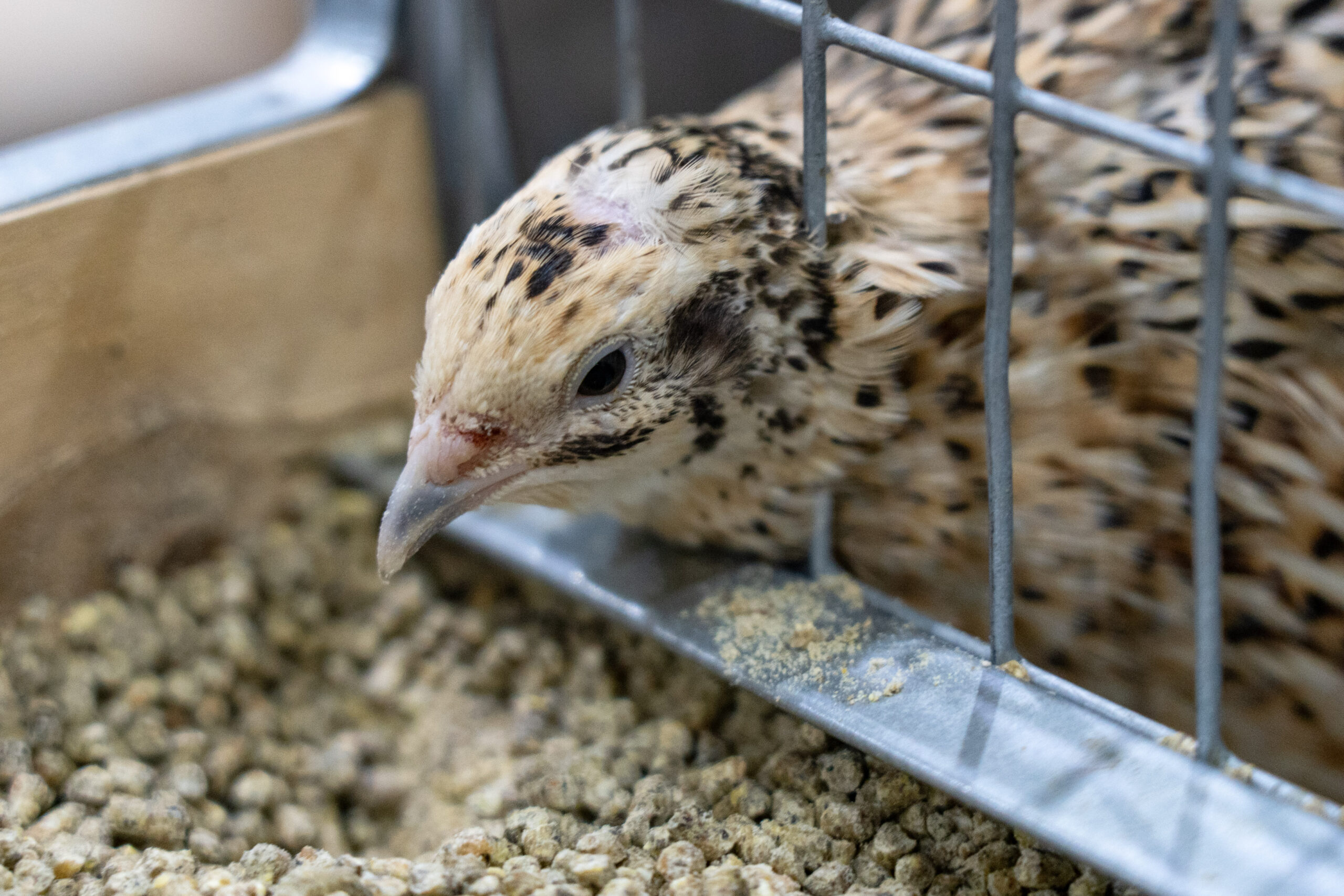 Ученые нашли способ повысить продуктивность перепелов