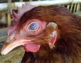 В Кировской области завершены работы по локализации очага гриппа птиц