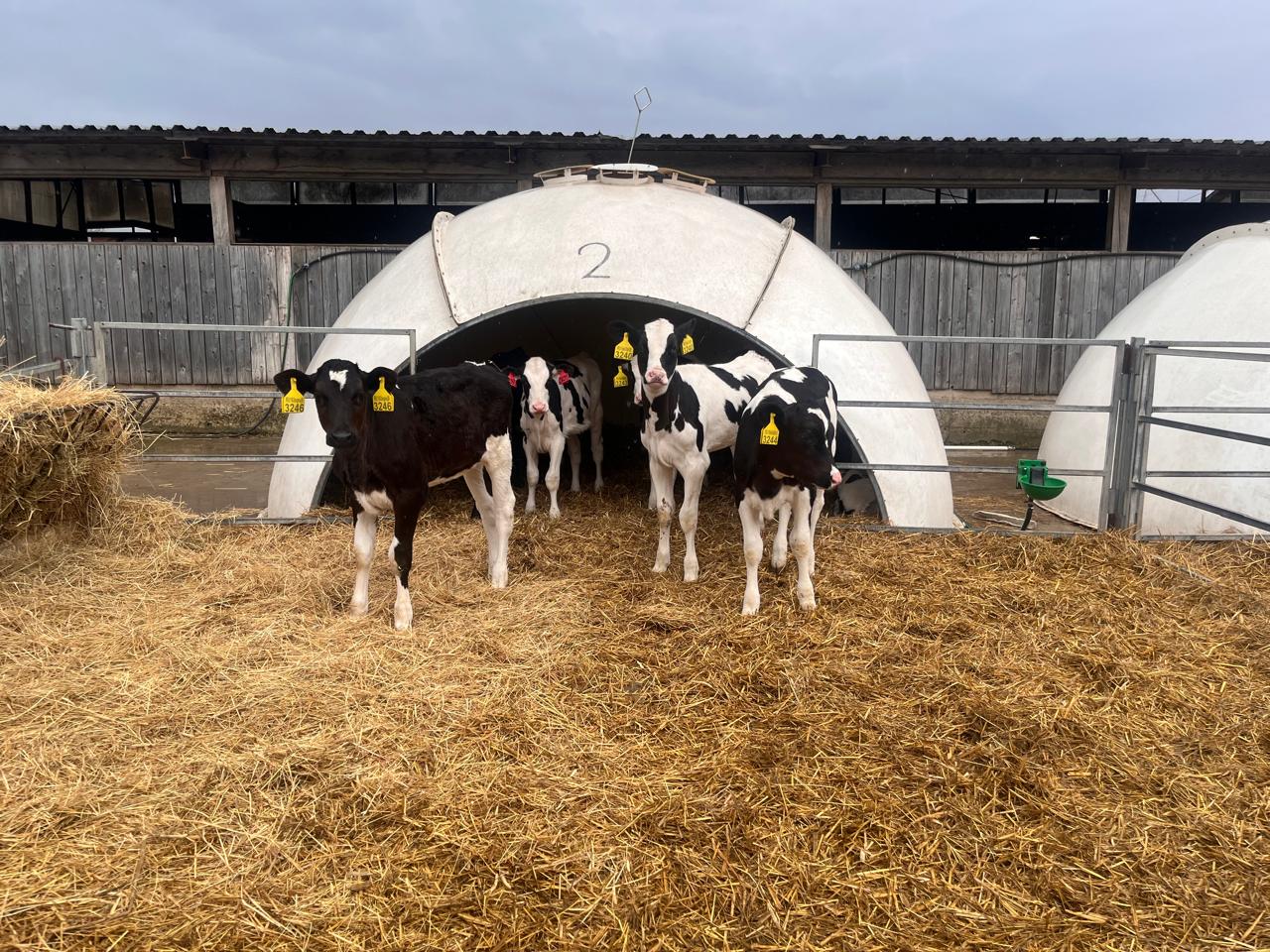 Новые правила страхования животных с господдержкой: что изменилось для фермеров