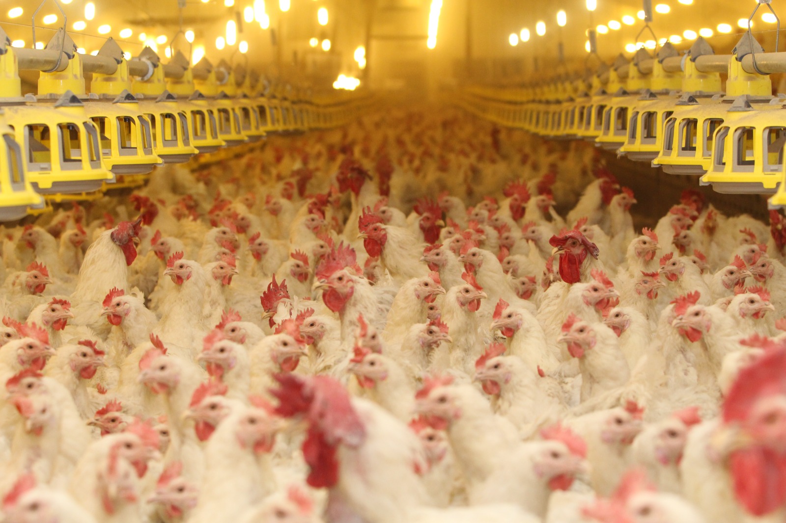 Российские ученые предложили натуральную альтернативу антибиотикам для цыплят