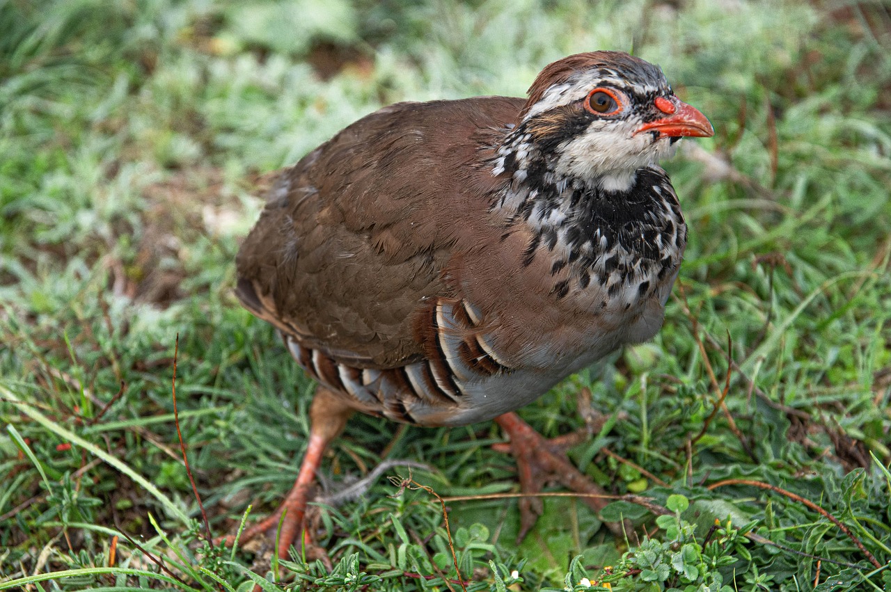 Звуки домашней птицы лягут в основу цифрового мониторинга на фермах