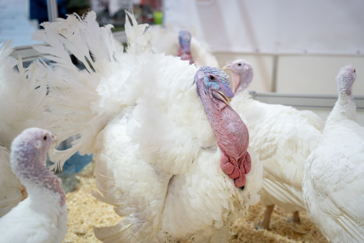 Бельгия сообщила о вспышке гриппа птиц на индюшиной ферме