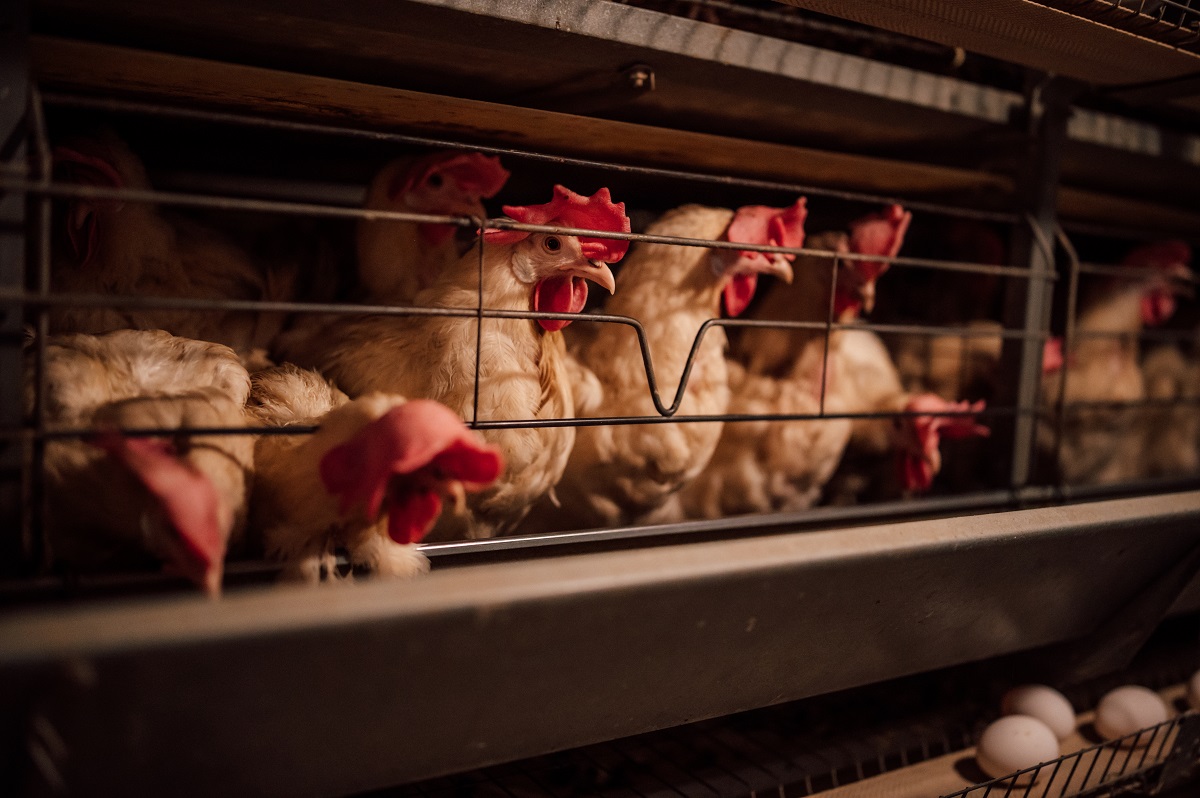 Почти 460 тыс. кур уничтожат в Японии из-за первой в сезоне вспышки гриппа птиц