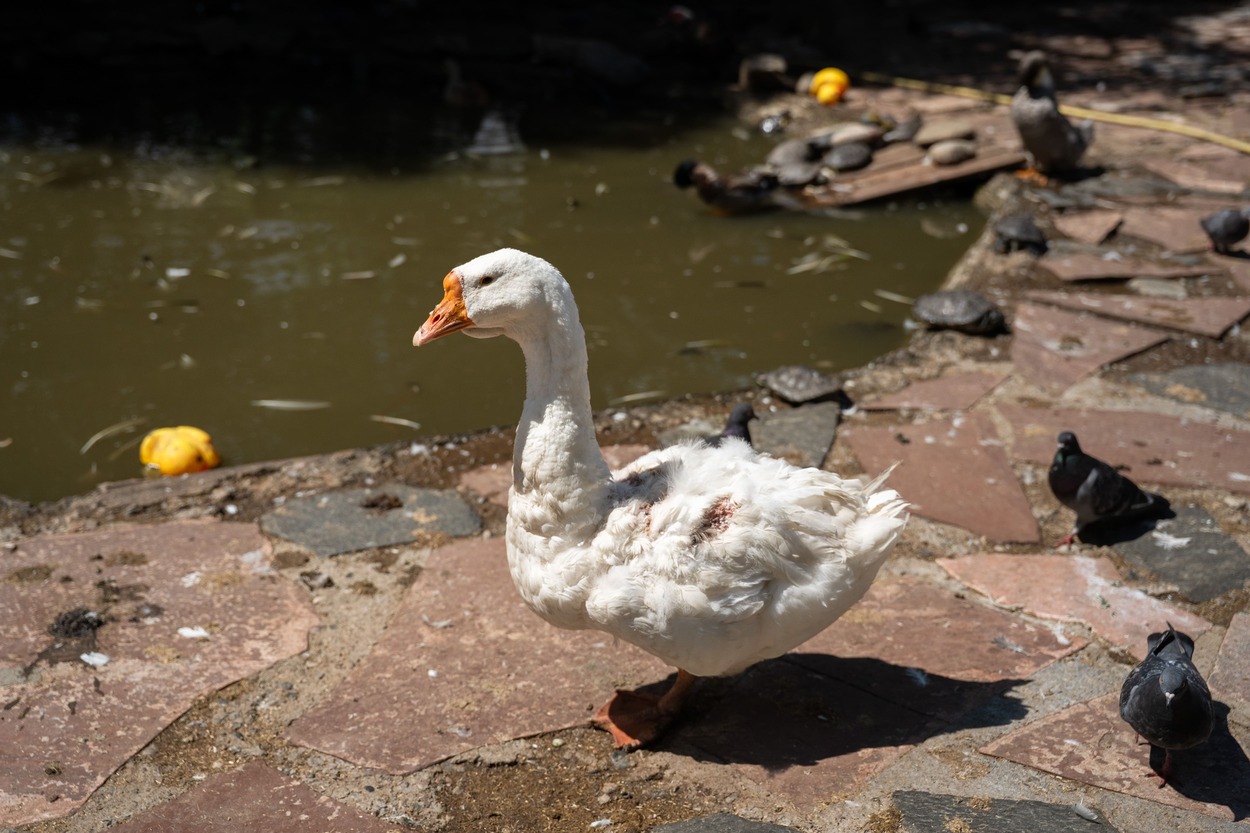 Грипп птиц обнаружен среди домашней птицы на границе Словакии с Польшей