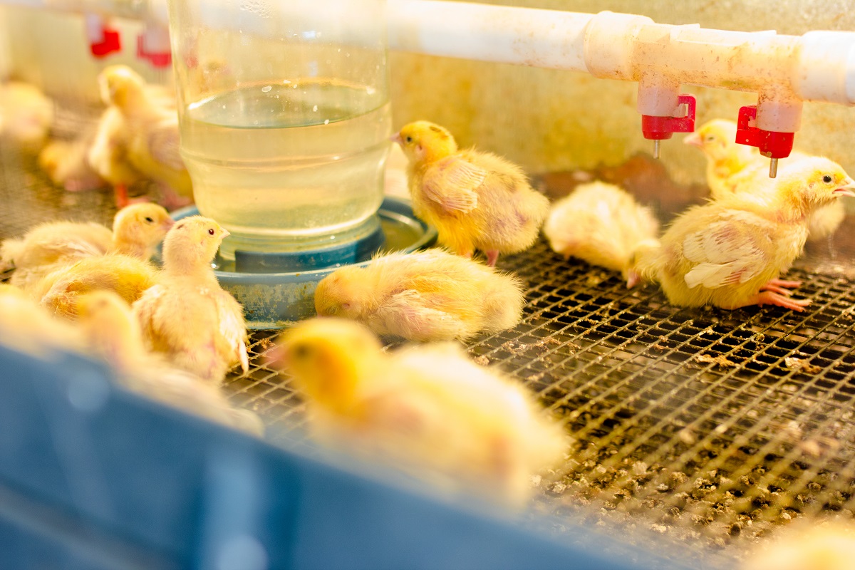 Нейросеть будет следить за здоровьем цыплят на липецкой ферме