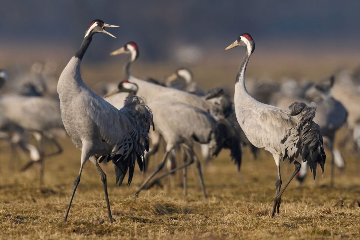 Германия фиксирует рекордное за три года число случаев гриппа птиц
