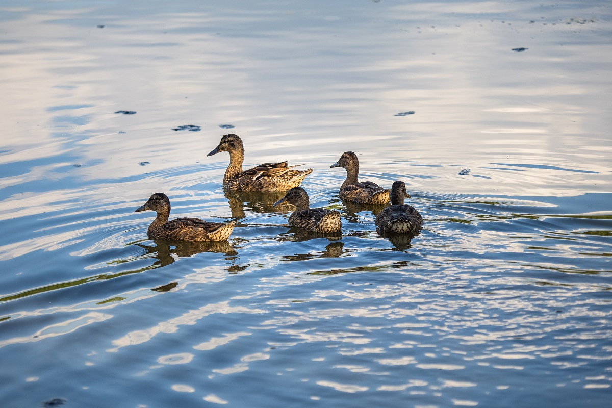 Новый очаг гриппа птиц подтвердили в Чехии