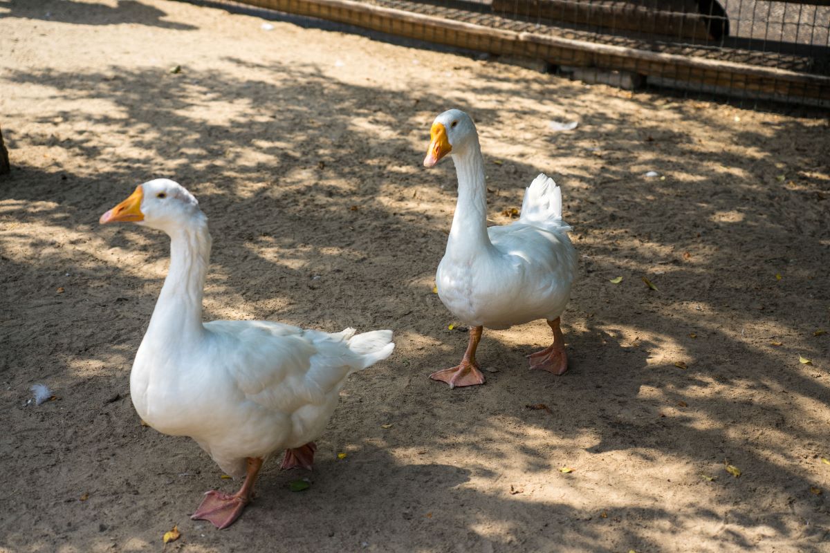 Вспышку гриппа птиц выявили на гусиной ферме в Австрии