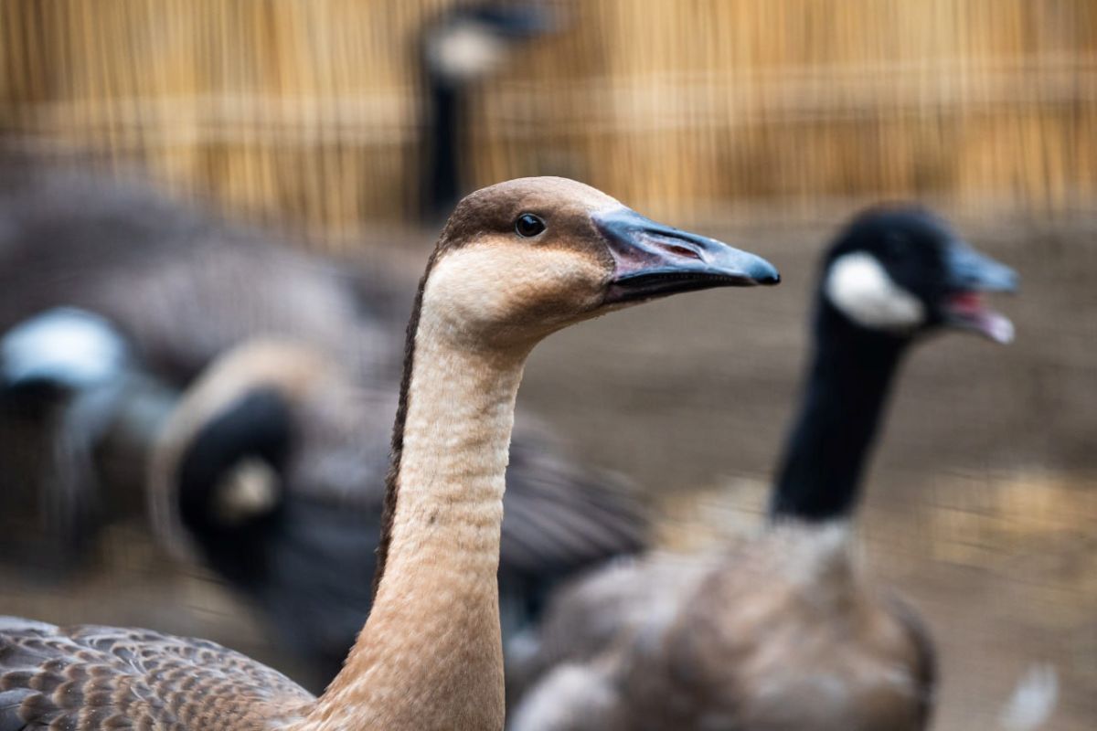 Ученые ВНИИЗЖ вместе с китайскими коллегами исследовали вирусы ньюкаслской болезни