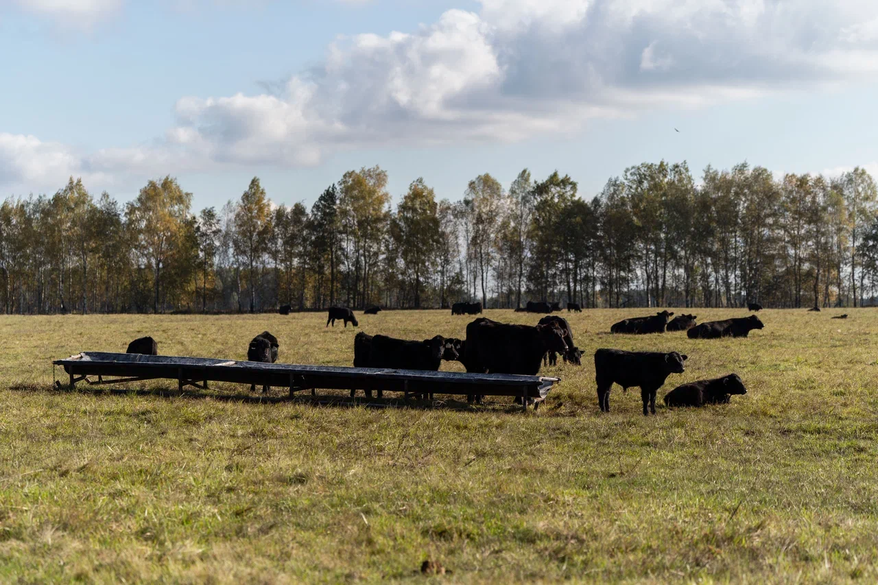 Страхование животных будет учитывать риски терроризма и диверсий