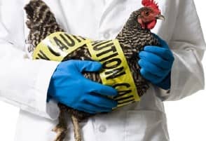 Новые вспышки гриппа птиц H5N1