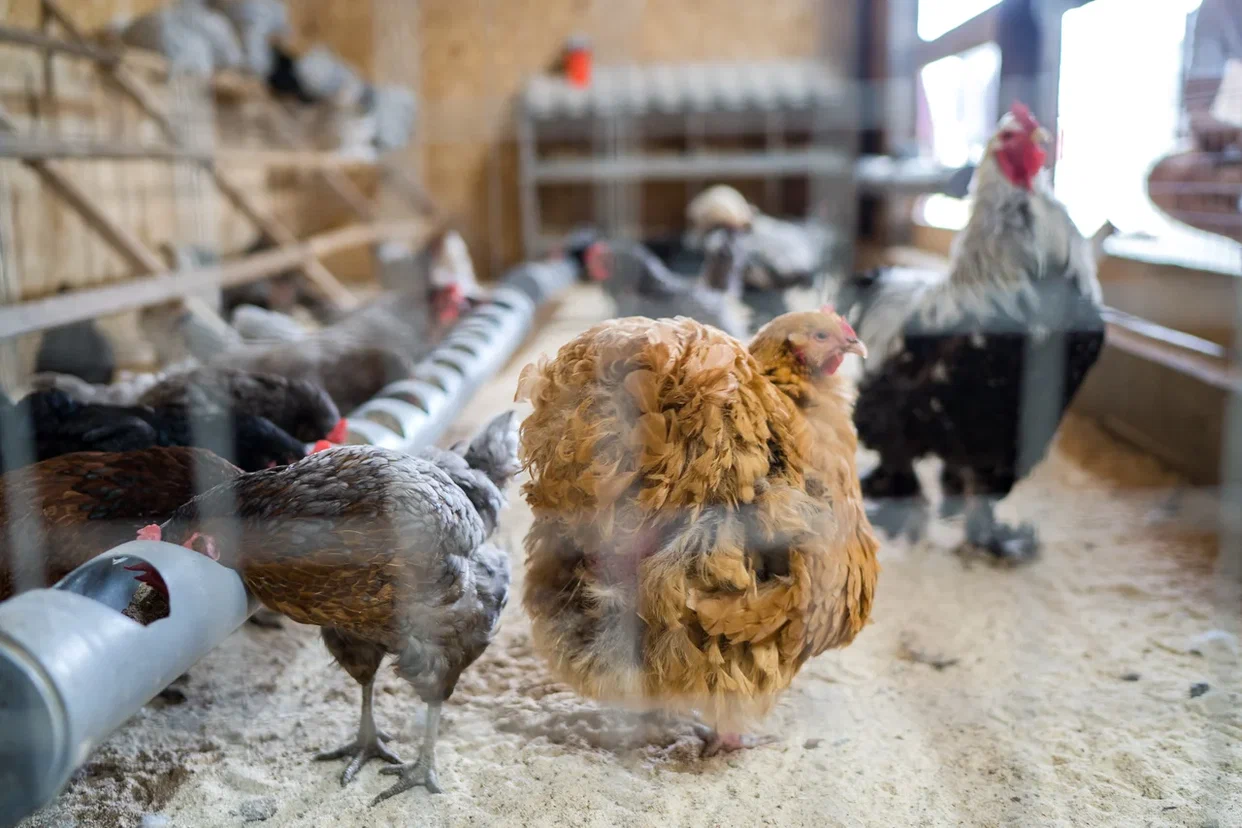 Российские животноводы нарастили производство за 11 месяцев