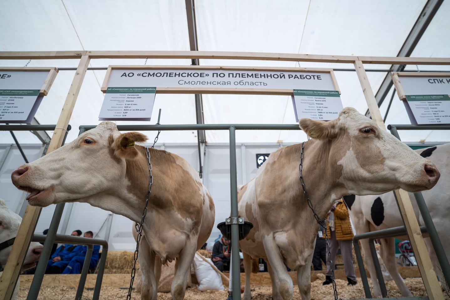 Поголовье крупного рогатого скота на конец ноября снизилось на 3% — Росстат