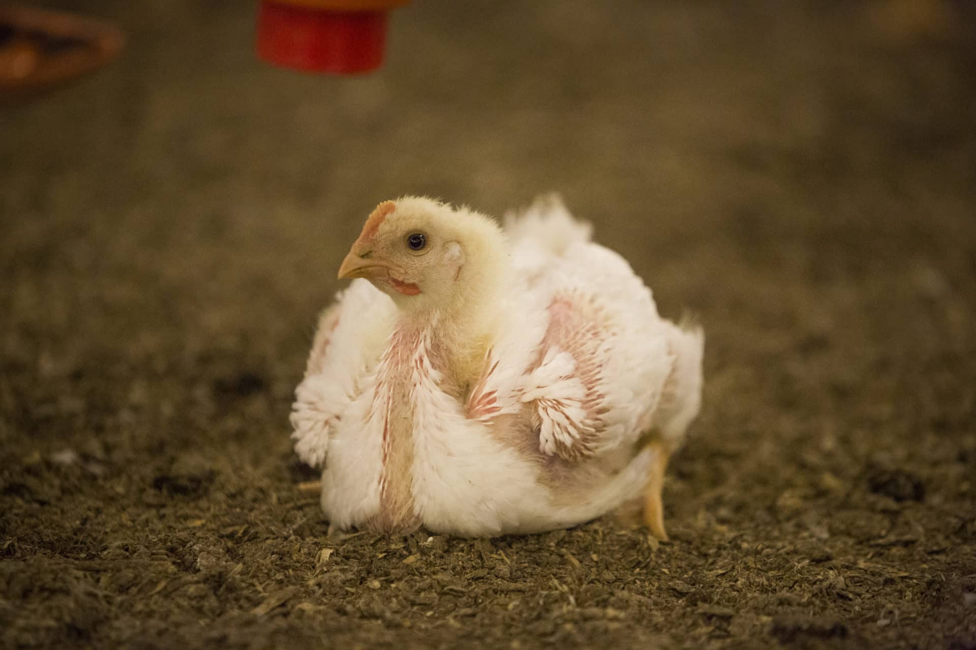 Норвегия первой в мире отказывается от быстрорастущих бройлеров