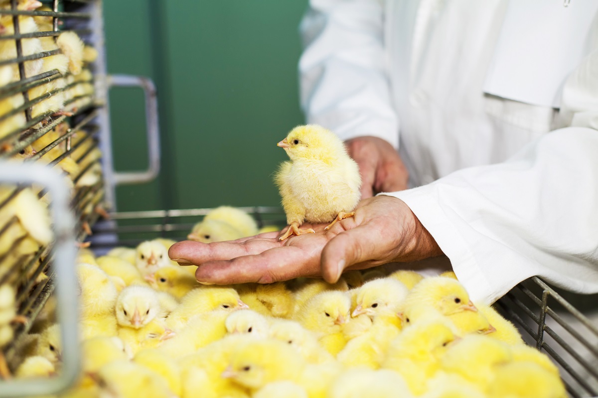 Первая российская вакцина против инфекционной анемии цыплят появится в   2026 году