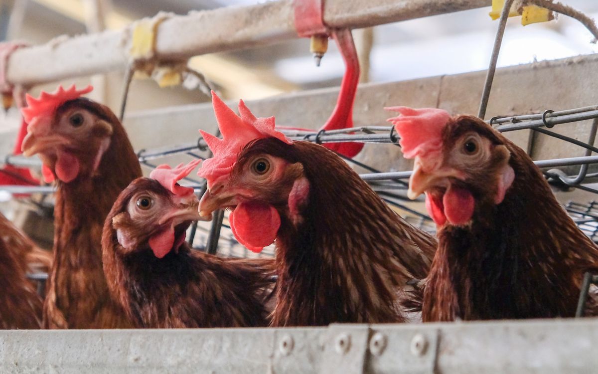 Куркумин и расторопшу начинают использовать для защиты птицы от микотоксинов