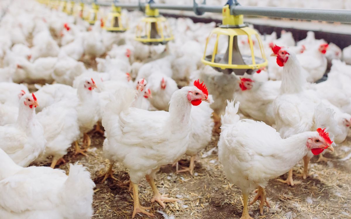 Казанские ученые нашли дешевую замену соевым кормам для птицы