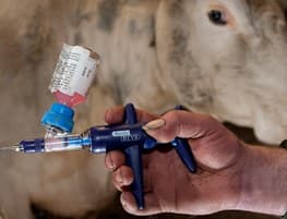 Импорт вакцин для животных стремительно сократился