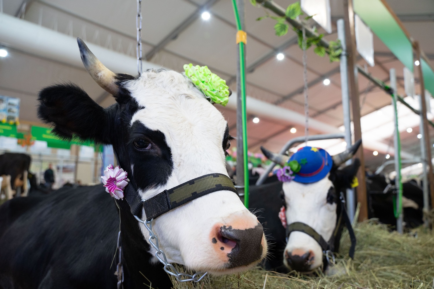 Регионы начали готовиться к созданию СРО в сфере племенного животноводства