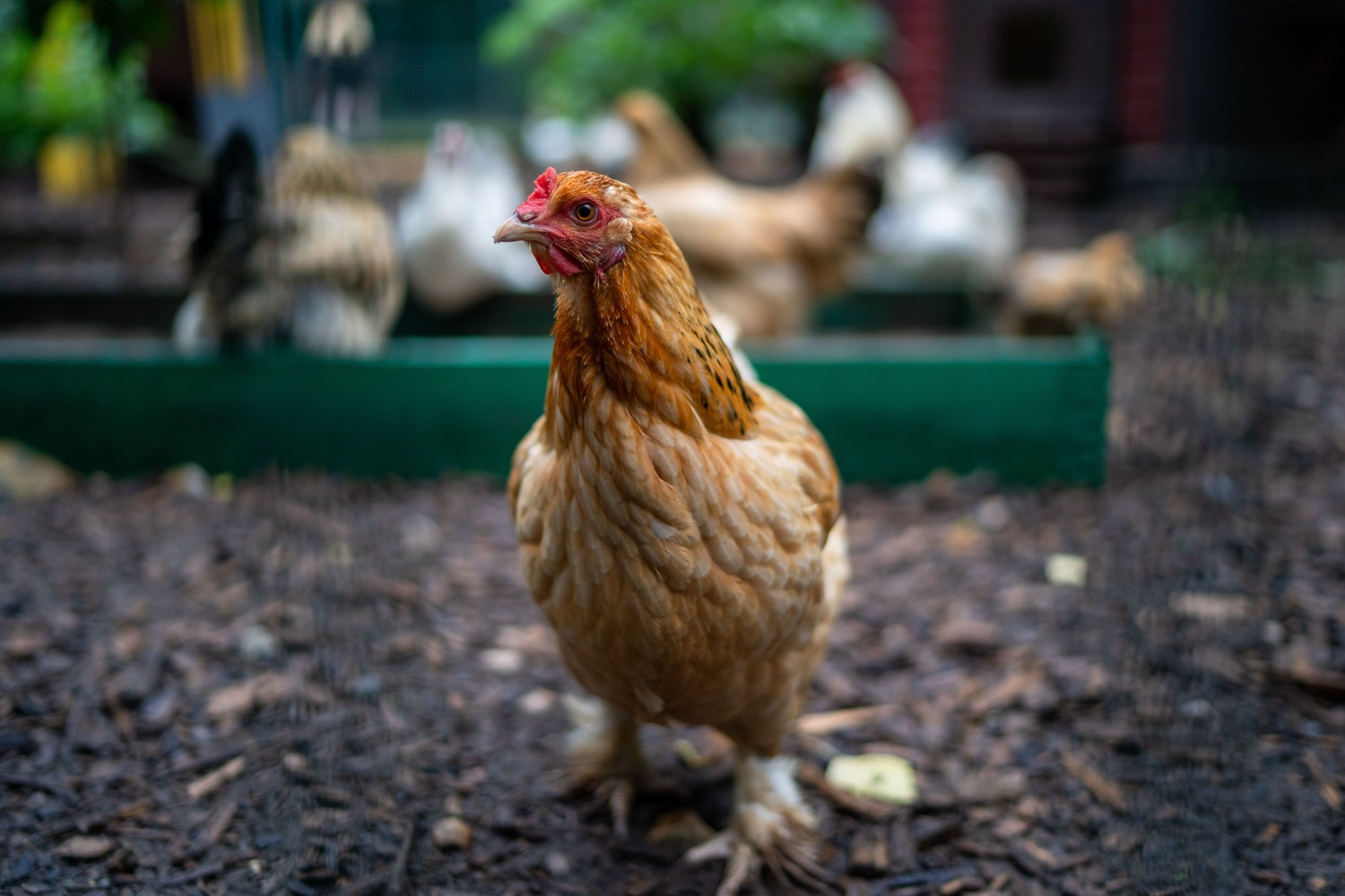 NSF развивает сертификацию яиц от птиц бесклеточного содержания 