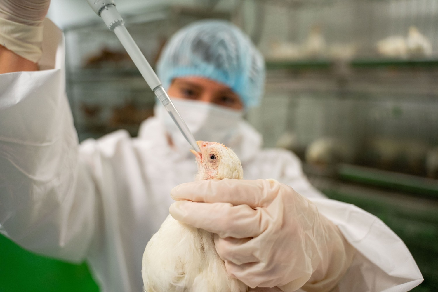 Российские ученые создали новую вакцину против двух опасных болезней птиц