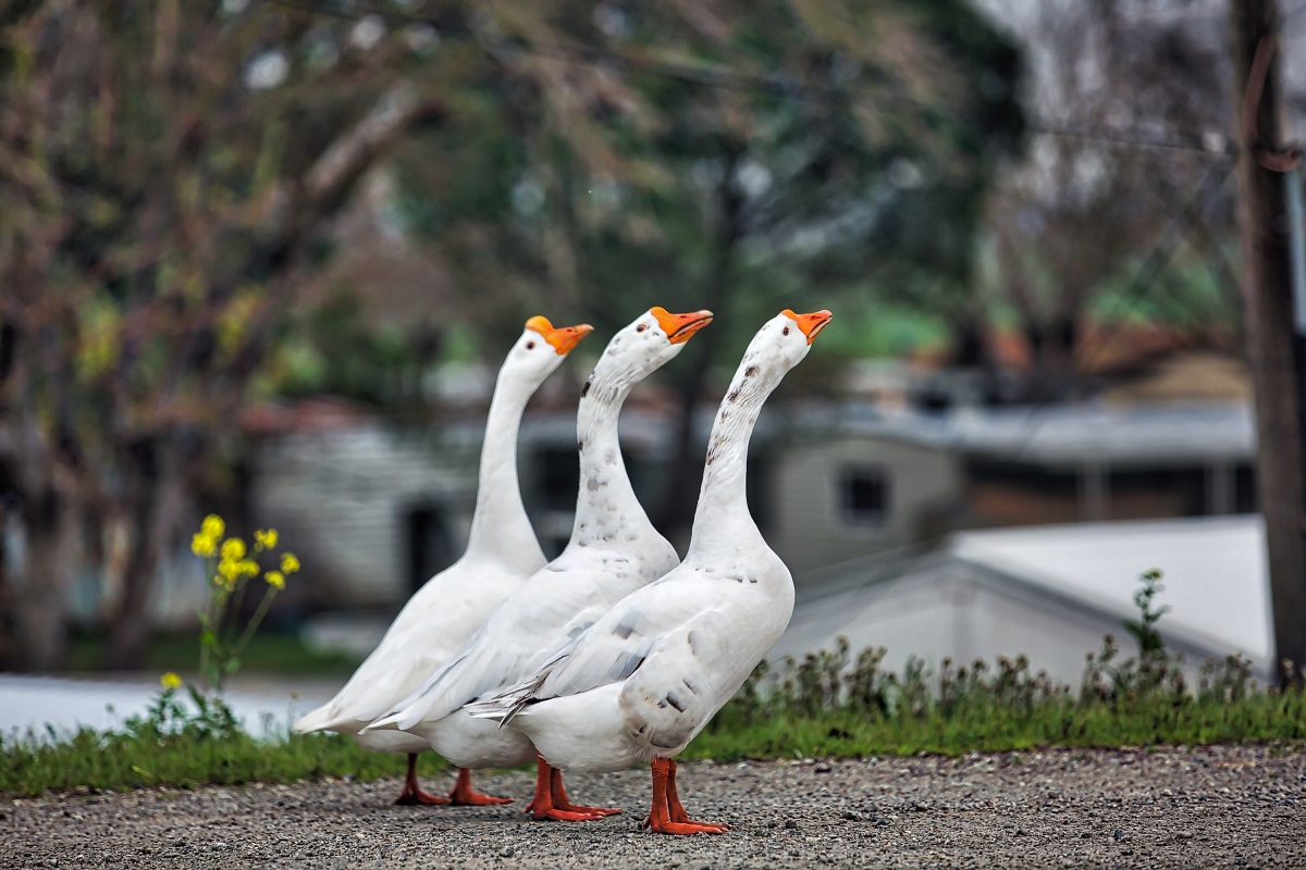 Лучшие породы гусей, которые покорили российские фермы