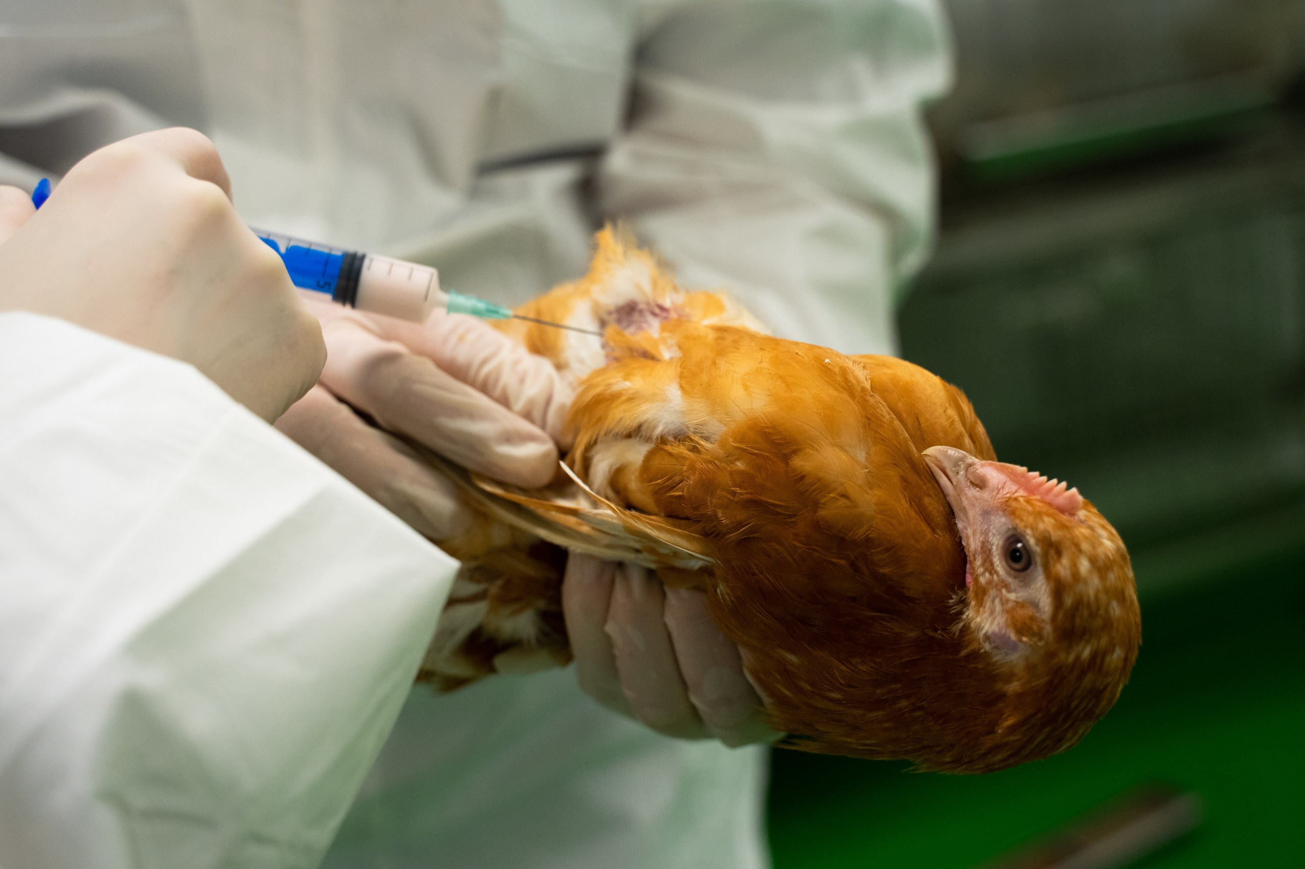 Ученые оценили эффективность вакцинации птицы против болезни Ньюкасла в Новосибирской области