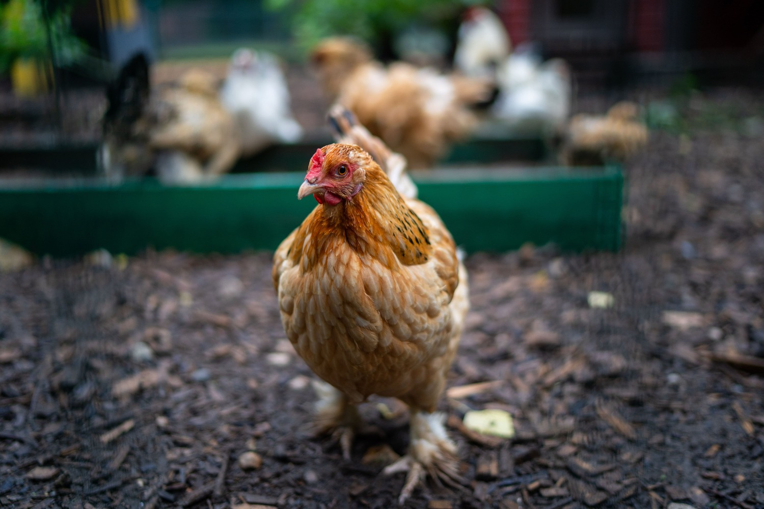 Более 4 млн птиц уничтожили в Польше с начала года из-за гриппа