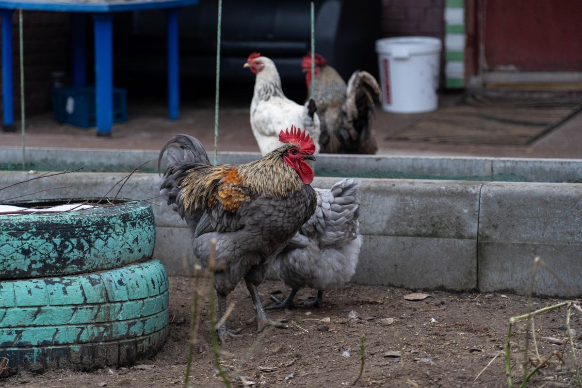 Европа обсуждает идею бесклеточного содержания сельхозживотных и птицы