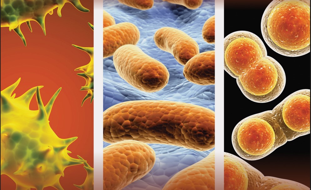 Вышел первый в этом году номер журнала «Ветеринария сегодня»