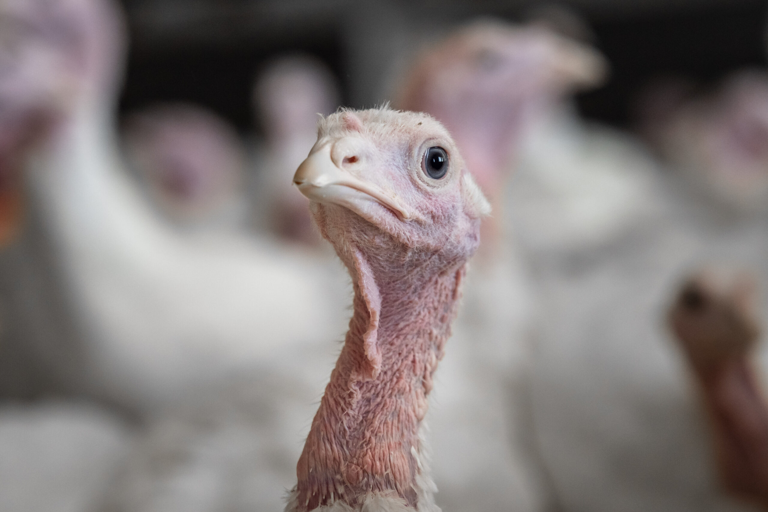 США хотят бороться с гриппом птиц с помощью кошачьей мяты