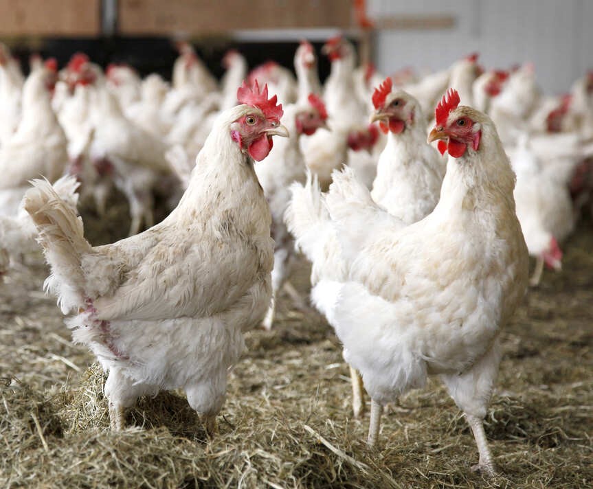 Крупная вспышка гриппа птиц произошла в Японии