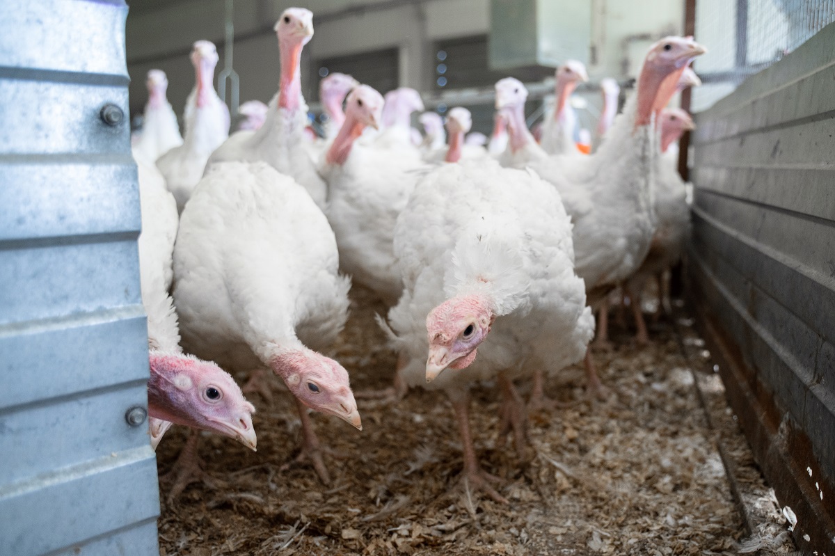 Ученые увеличили вес индюков на 200 граммов за счет одной аминокислоты