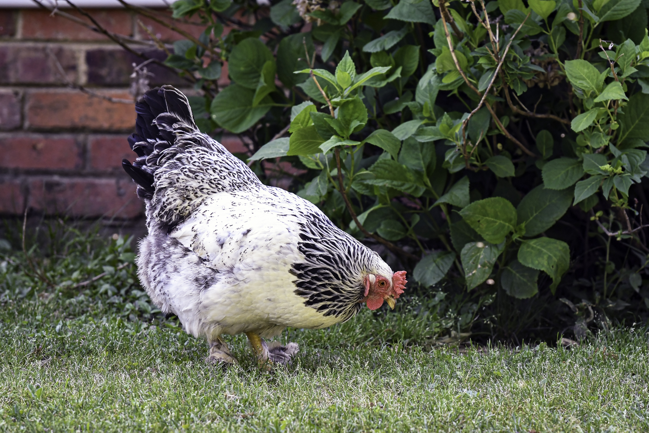 Моринга укрепляет позиции в птицеводстве в качестве кормовой добавки