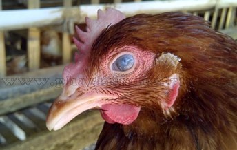 Более 20 стран заявили о новых очагах гриппа птиц