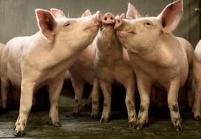 Свиньи оказались уязвимы к новому коронавирусу