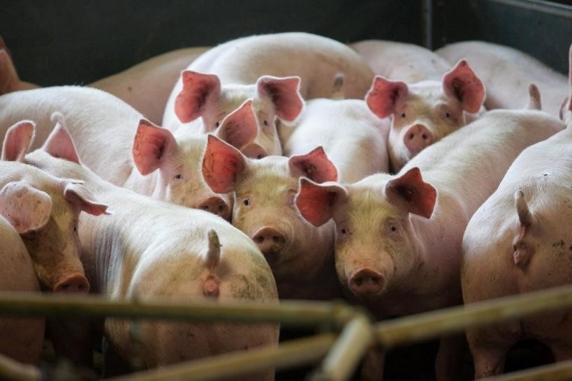 Вспышка Африканской чумы свиней на предприятии Мираторг в Курской области