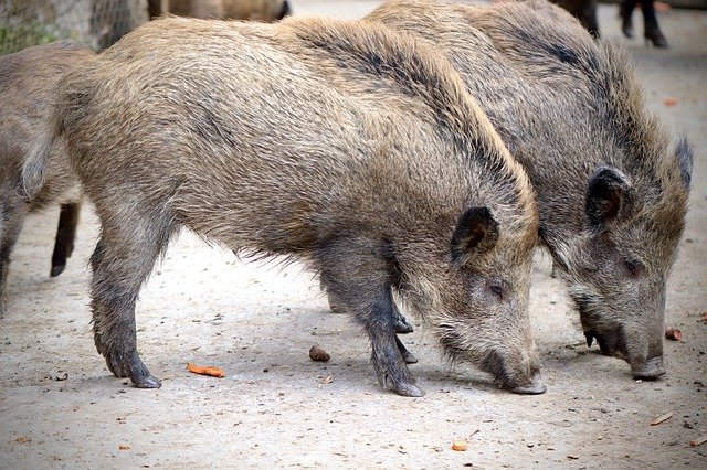 Изъятие свиней из-за вспышки АЧС среди кабанов в Татарстане сопровождается конфликтами